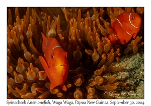 Spinecheek Anemonefish