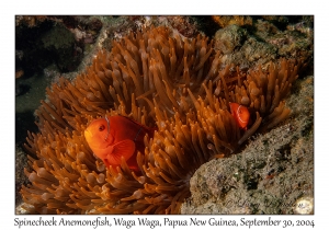 Spinecheek Anemonefish