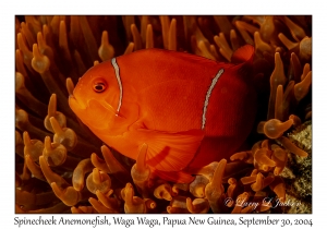 Spinecheek Anemonefish