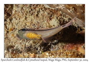 Spurcheek Cardinalfish & Cymathoid Isopod