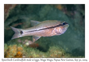 Spurcheek Cardinalfish