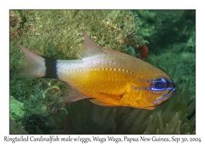 Ringtailed Cardinalfish
