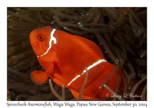 Spinecheek Anemonefish