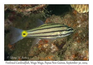 Fivelined Cardinalfish