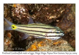 Fivelined Cardinalfish