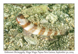 Unknown Shrimpgoby