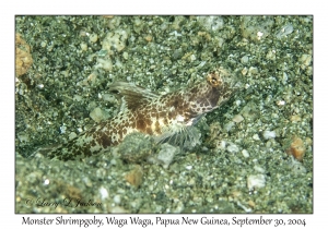 Monster Shrimpgoby