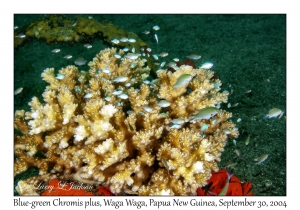 Blue-green Chromis plus