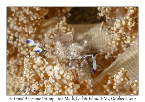 Holthuis' Anemone Shrimp