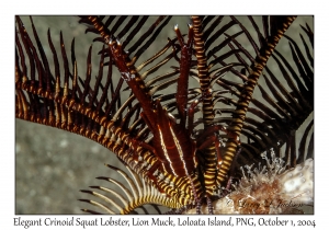 Elegant Crinoid Squat Lobster