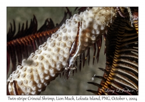 Twin-stripe Crinoid Shrimp