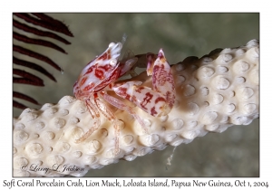 Soft Coral Porcelain Crab