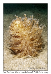 Sea Pen