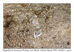 Magnificent Anemone Shrimp