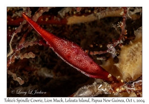 Tokio's Spindle Cowrie