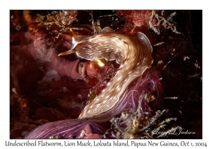 Undescribed Flatworm