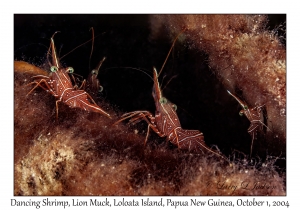 Dancing Shrimp