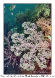 Divaricate Tree Coral