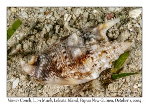Vomer Conch