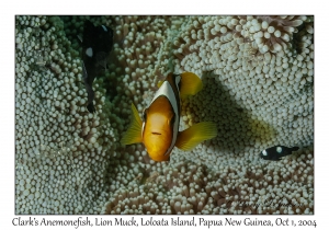 Clark's Anemonefish