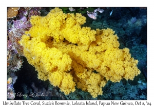 Umbellate Tree Coral