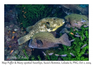 Map Puffer & Many-spotted Sweetlips