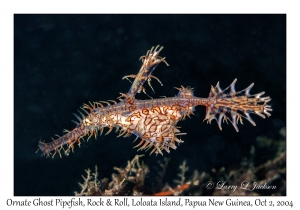 Ornate Ghost Pipefish
