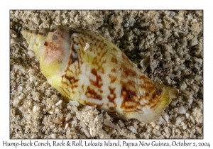 Hump-back Conch