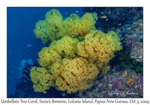 Umbellate Tree Coral