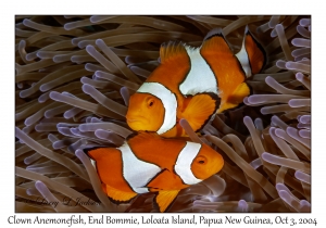 Clown Anemonefish