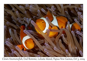 Clown Anemonefish