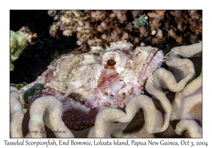 Tasseled Scorpionfish