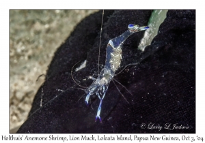 Holthuis' Anemone Shrimp