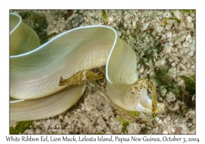 White Ribbon Eel