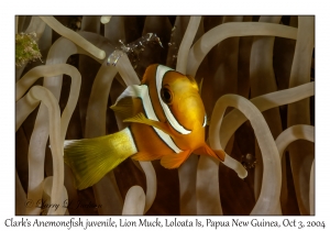 Clark's Anemonefish