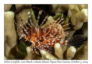 Zebra Lionfish