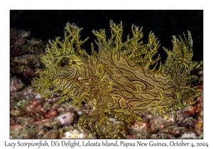 Lacy Scorpionfish
