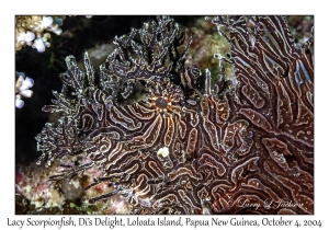 Lacy Scorpionfish