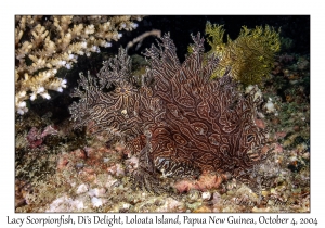 Lacy Scorpionfish