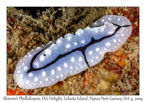 Shireen's Phyllidiopsis