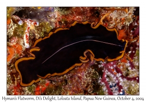 Hyman's Flatworm