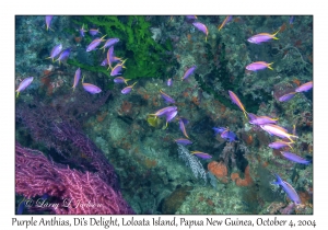 Purple Anthias
