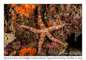 Spiny Sea Star