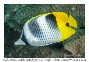 Pacific Double-saddle Butterflyfish
