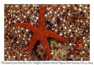 Thousand-pores Sea Star
