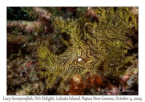 Lacy Scorpionfish