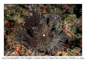 Lacy Scorpionfish
