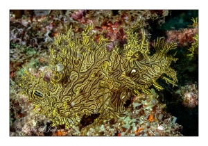 Lacy Scorpionfish
