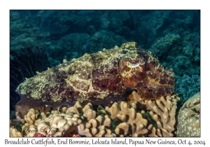 Broadclub Cuttlefish