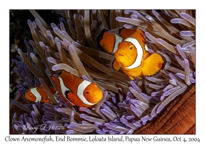 Clown Anemonefish